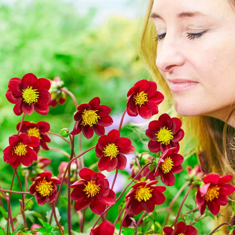 Mexican Star Dahlia