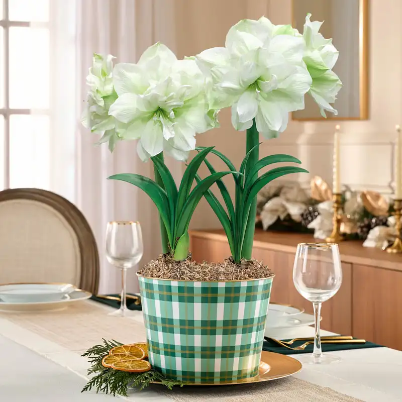 Marilyn Amaryllis Duo