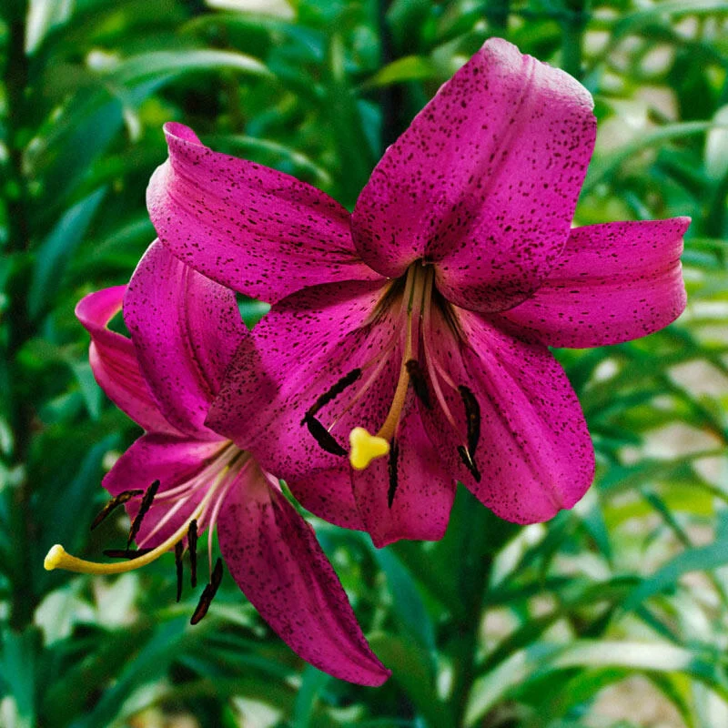 536-purple-marble-lily-1.webp
