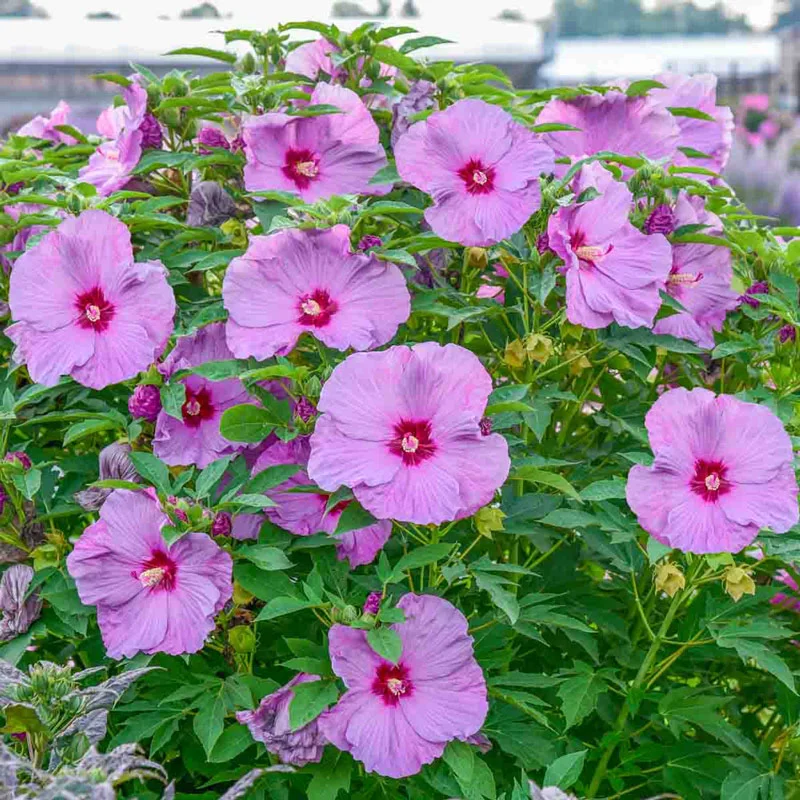 Lilac Crush Hibiscus