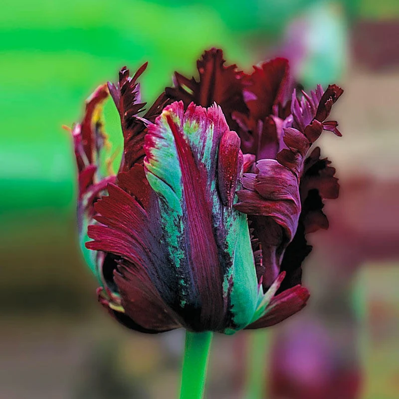 Black Parrot Tulip