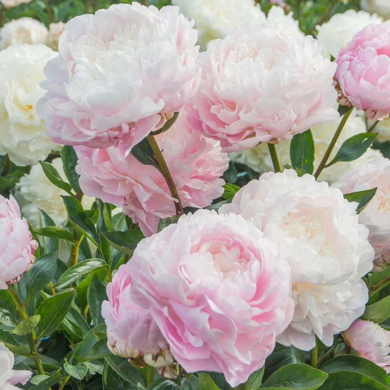 Moon River Peony