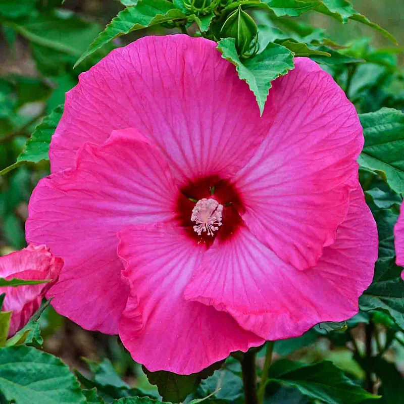 Airbrush Effect Hibiscus