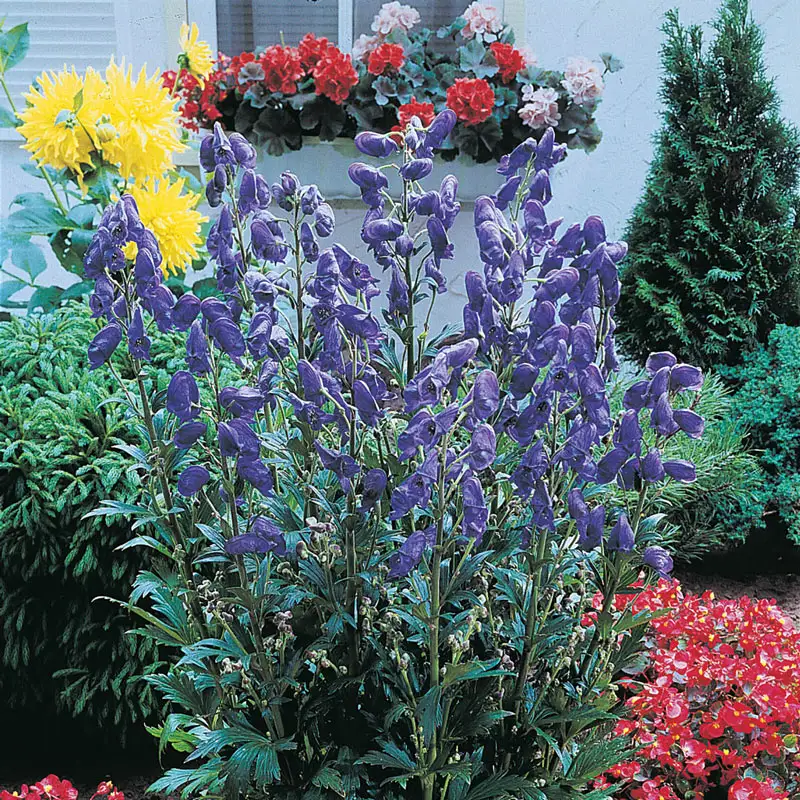 Arendsii Monkshood