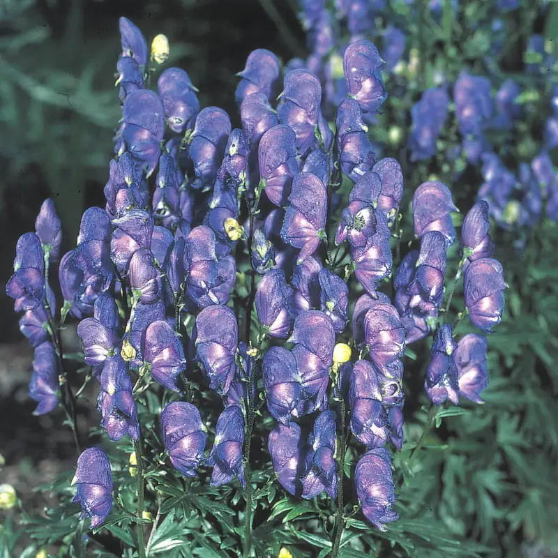 Arendsii Monkshood