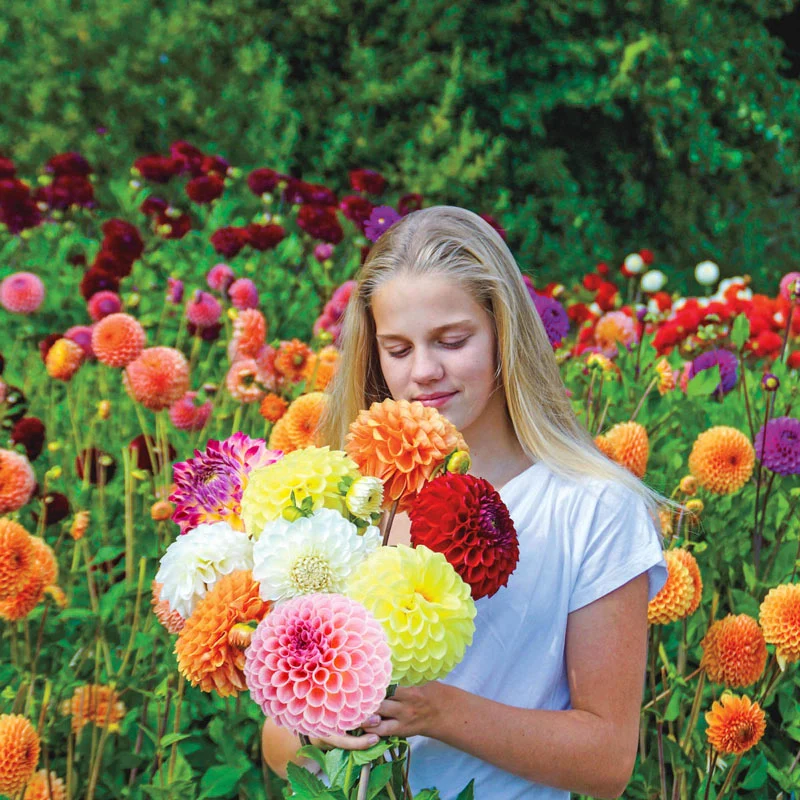 Giant Ball Dahlia Mixture