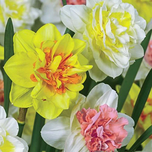 Double Delightâ¢ Daffodil Mixture