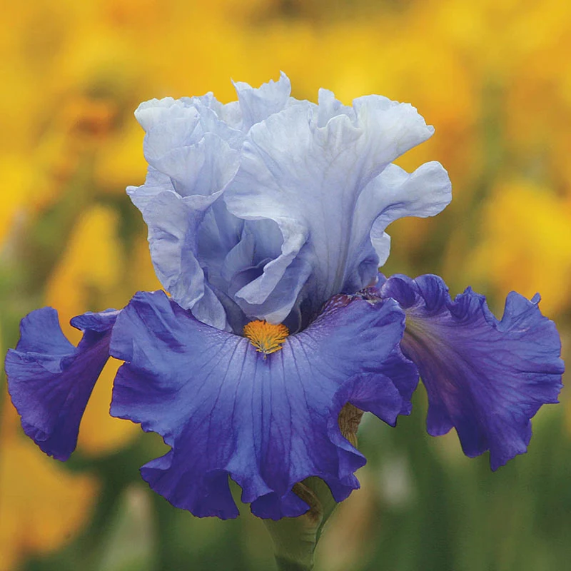 564-cubs-win-it-bearded-iris-1.webp