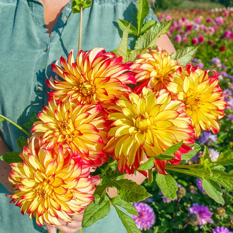 Lady Darlene Dahlia