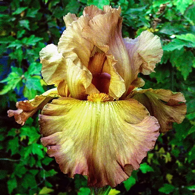 Lord of Rings Reblooming Bearded Iris