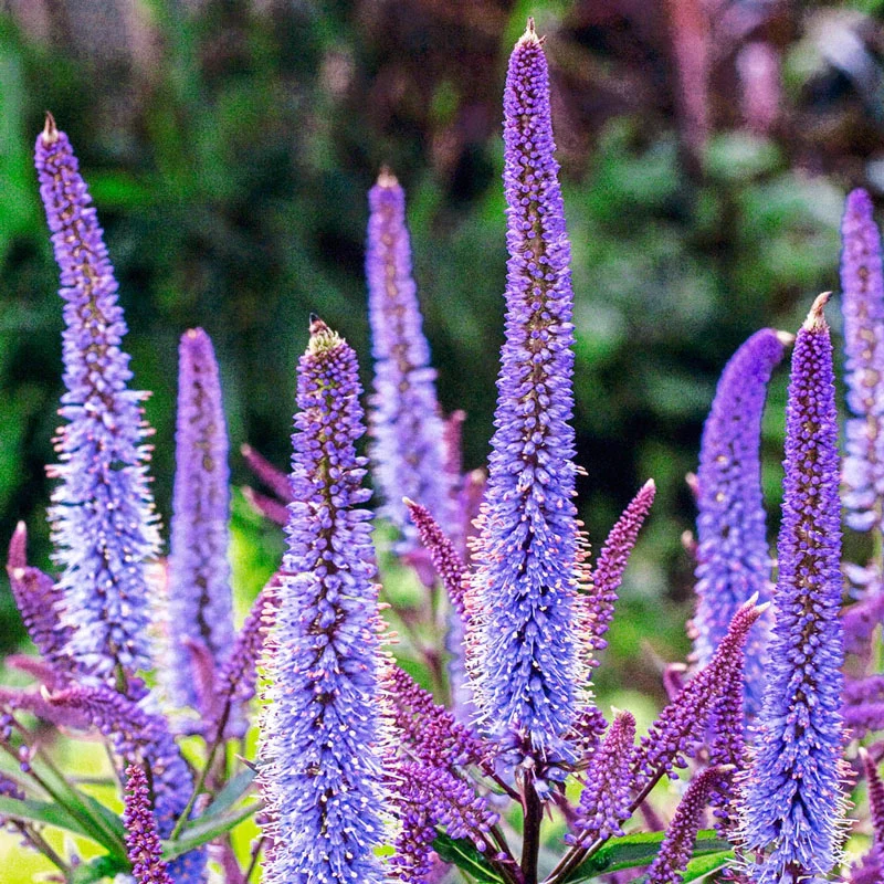 Cupid Culver's Root