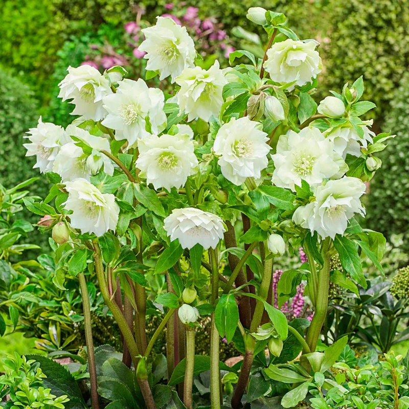 570-double-flowered-wow-hellebore-collection-1.webp
