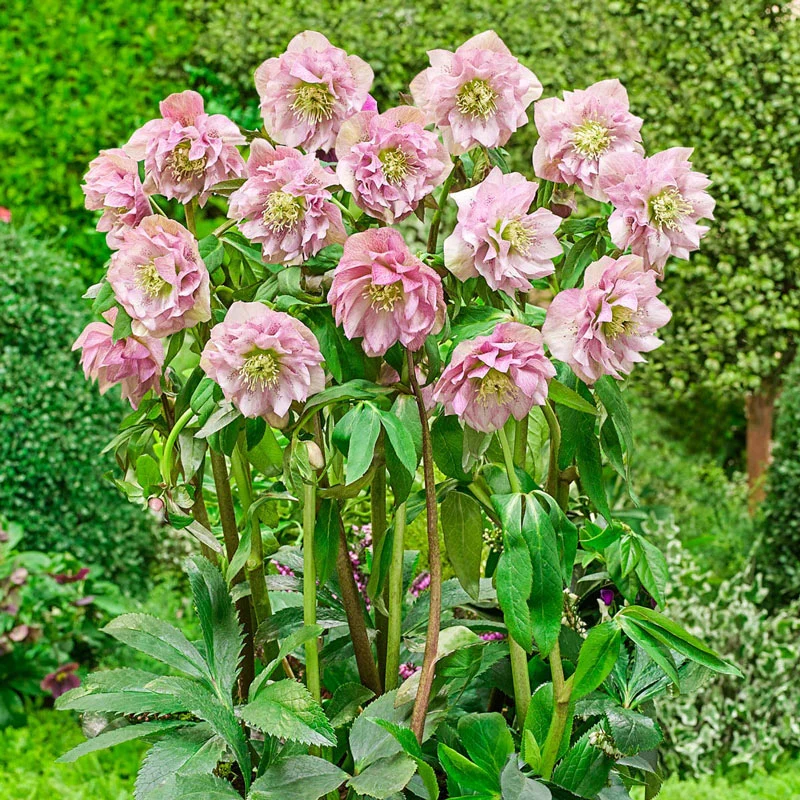 570-double-flowered-wow-hellebore-collection-1.webp