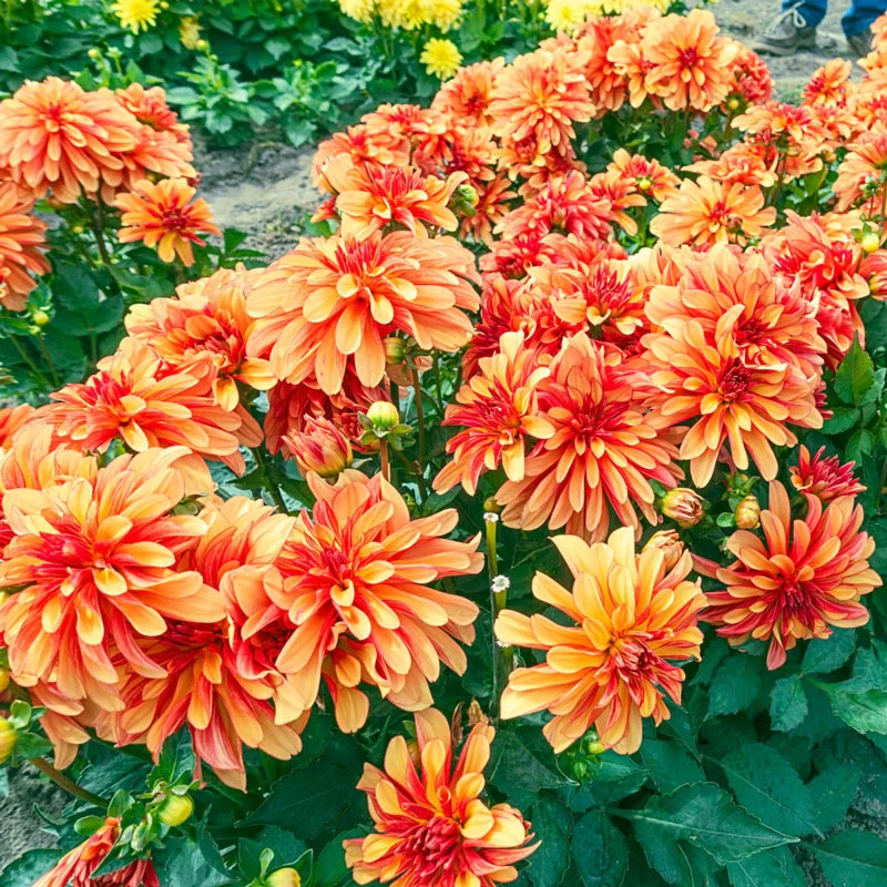 Gallery Cobra Dahlia