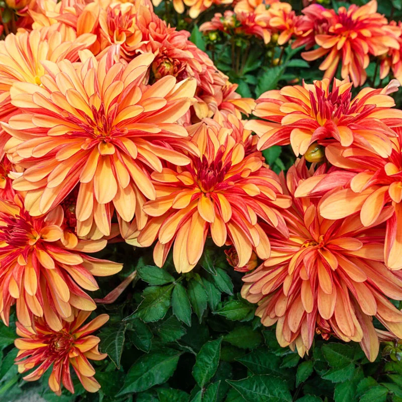 Gallery Cobra Dahlia