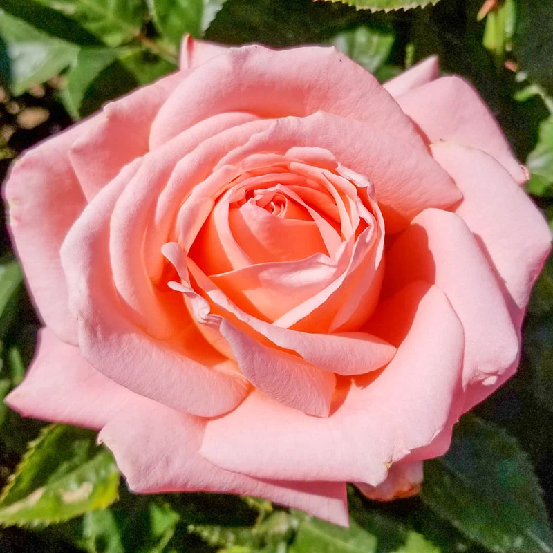 Heavenly Scentedâ¢ Hybrid Tea Rose