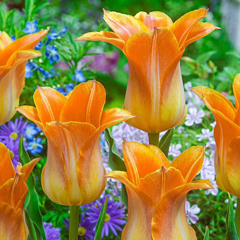 Je t'Aime Tulip 1 573-je-t-aime-tulip-1.webp