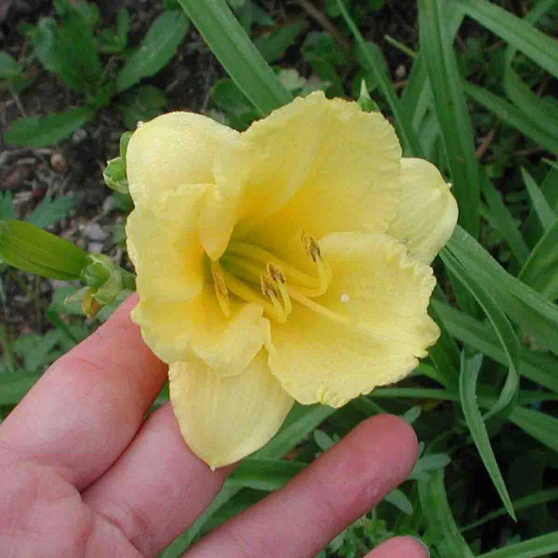 Happy Returns Reblooming Daylily