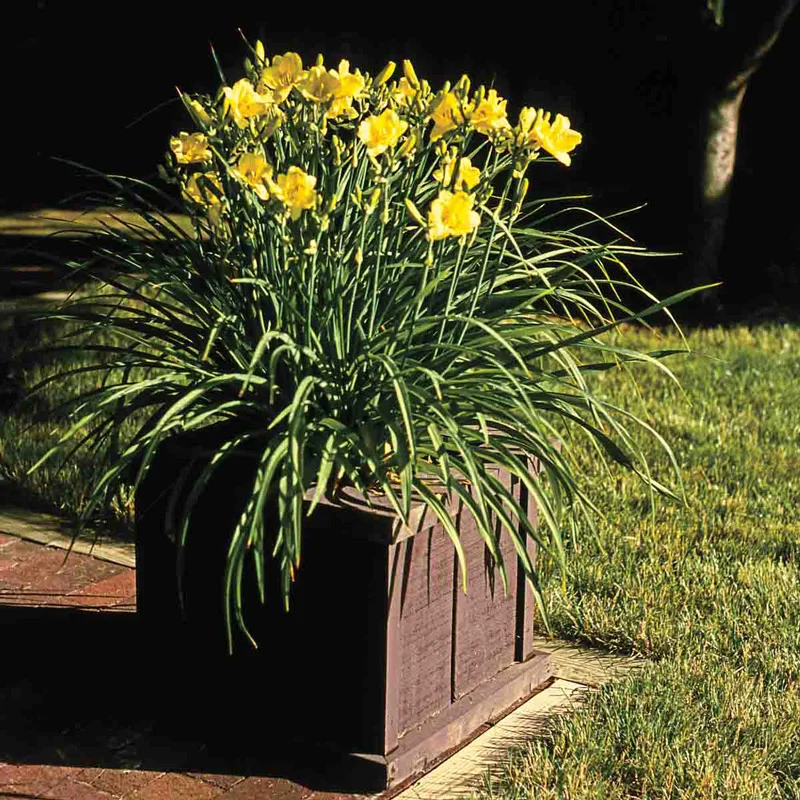 575-happy-returns-reblooming-daylily-1.webp
