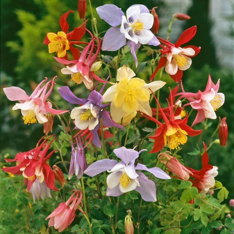 Giant Columbine Mixture