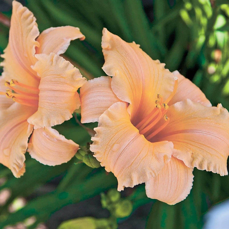 Apricot Sparkles Reblooming Dwarf Daylily
