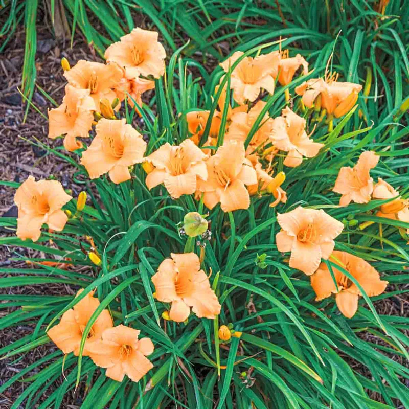 Apricot Sparkles Reblooming Dwarf Daylily
