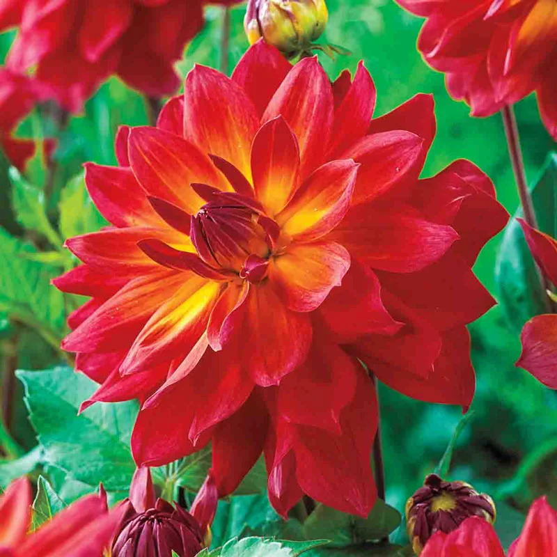 Firepot Dahlia
