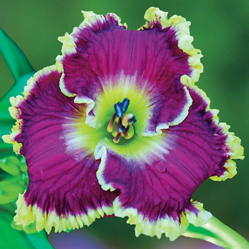 581-mulberry-freeze-reblooming-daylily-1.webp