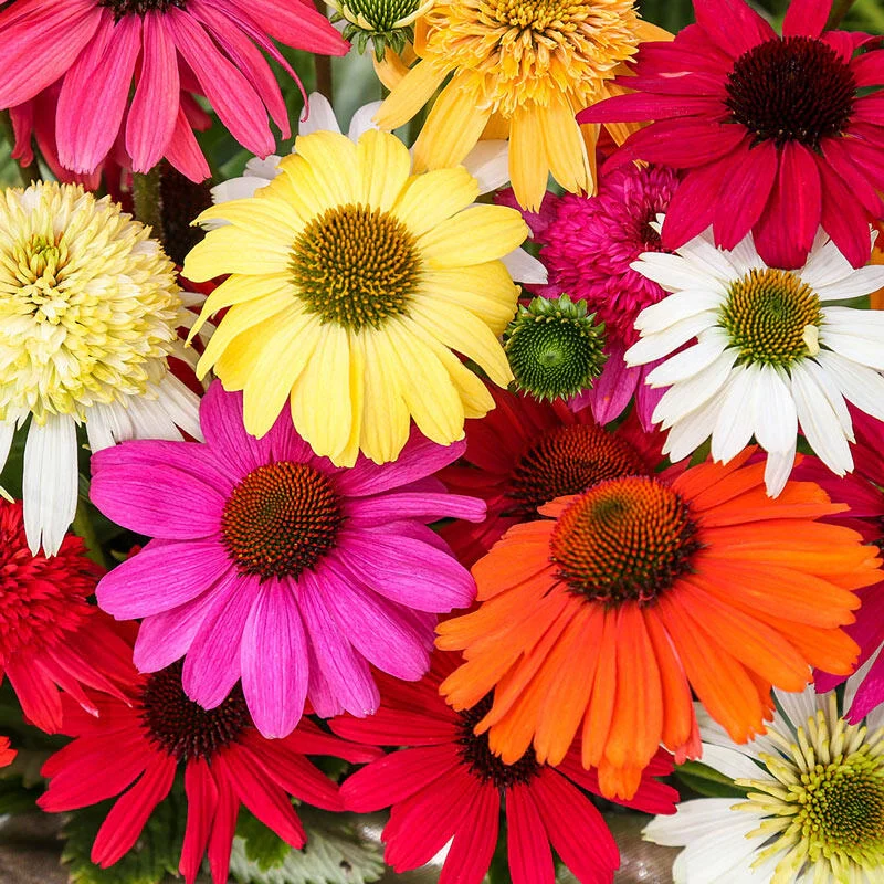 Breeder's Coneflower Mixture