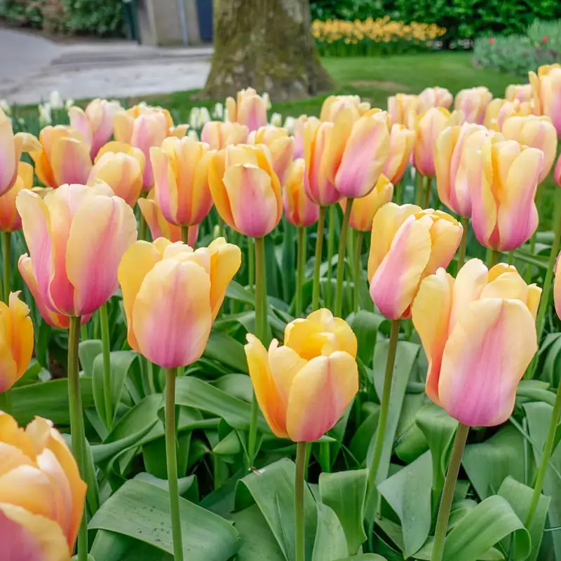 590-blushing-impression-tulip-1.webp