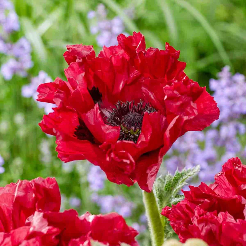 Red Rumble Oriental Poppy