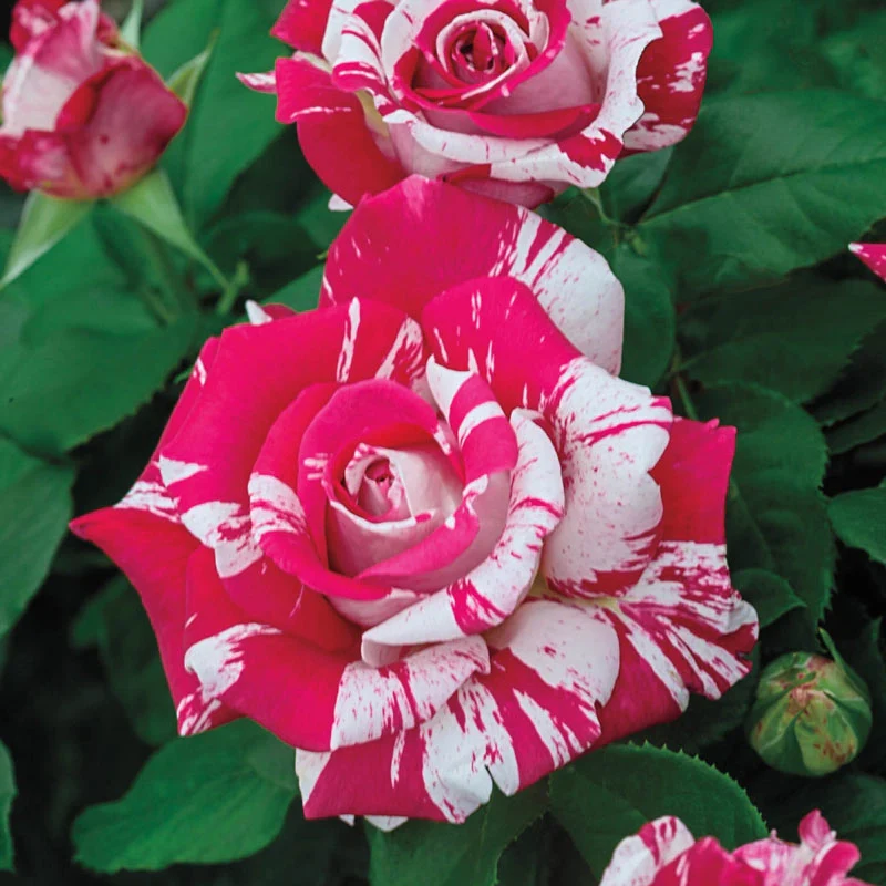 602-neil-diamond-hybrid-tea-rose-1.webp