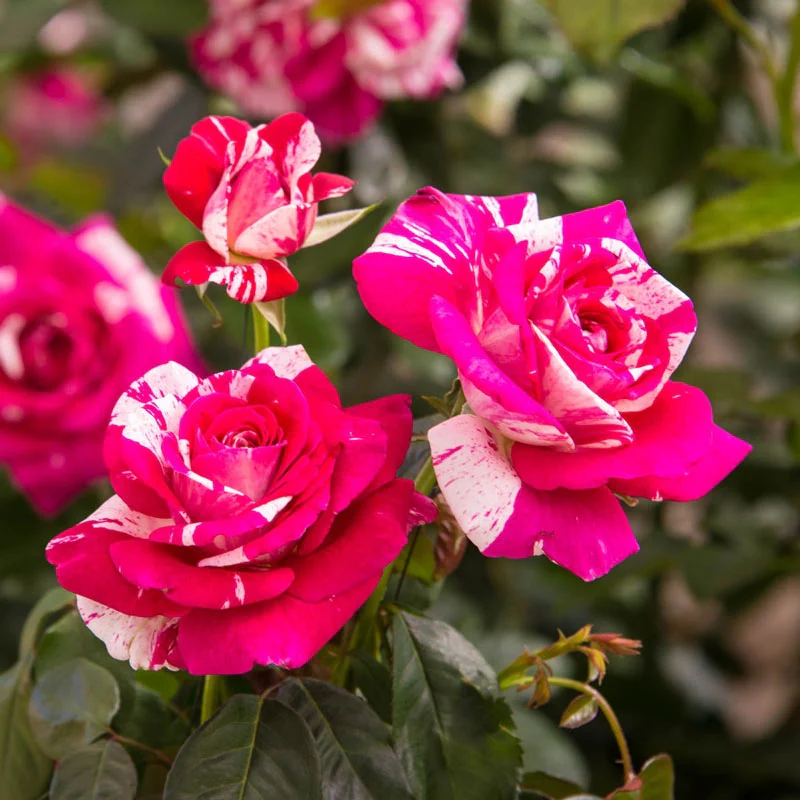602-neil-diamond-hybrid-tea-rose-1.webp
