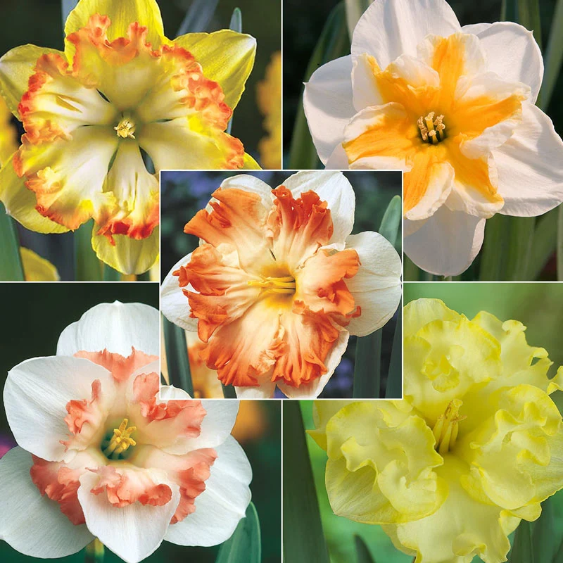 Butterfly Daffodil Collection 1 603-butterfly-daffodil-collection-1.webp