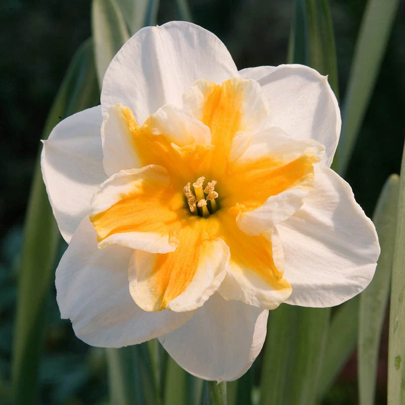 603-butterfly-daffodil-collection-1.webp