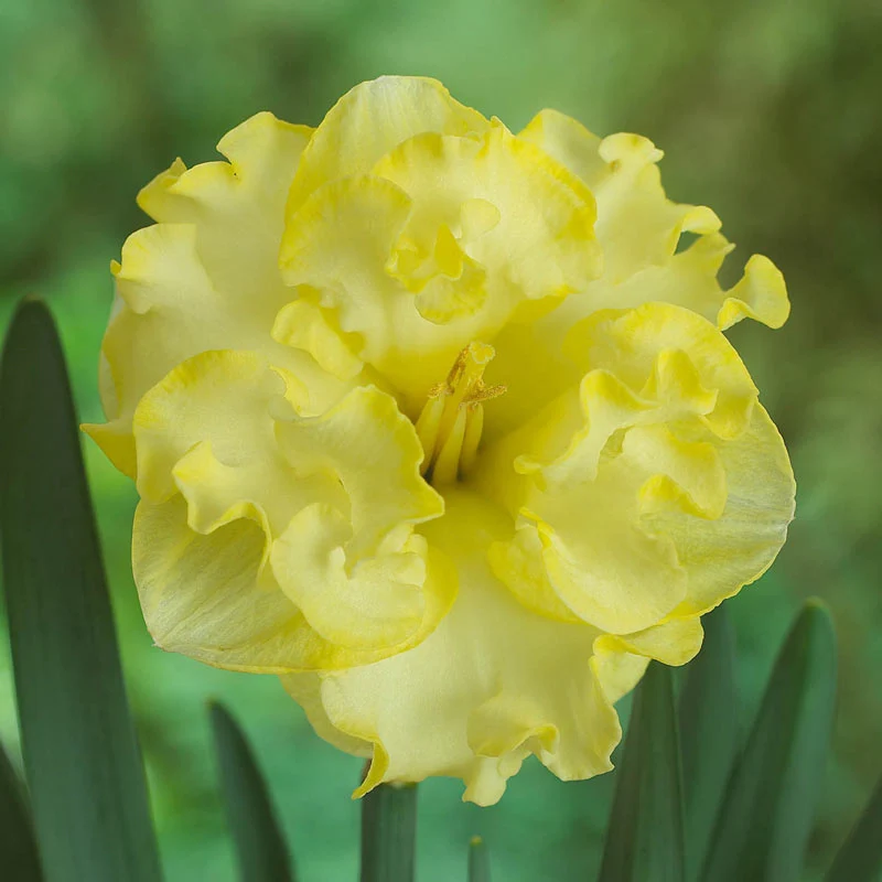 603-butterfly-daffodil-collection-1.webp