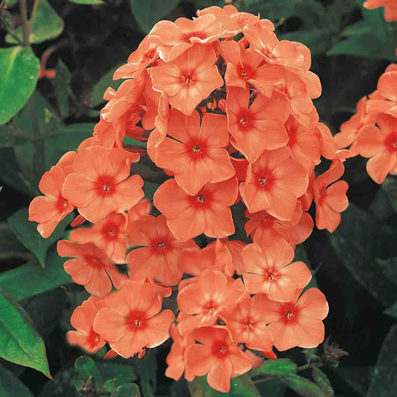Orange Perfection Tall Phlox