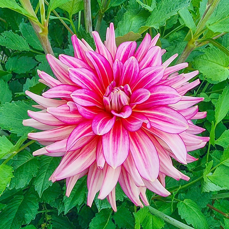 Pinkie Swear Dahlia
