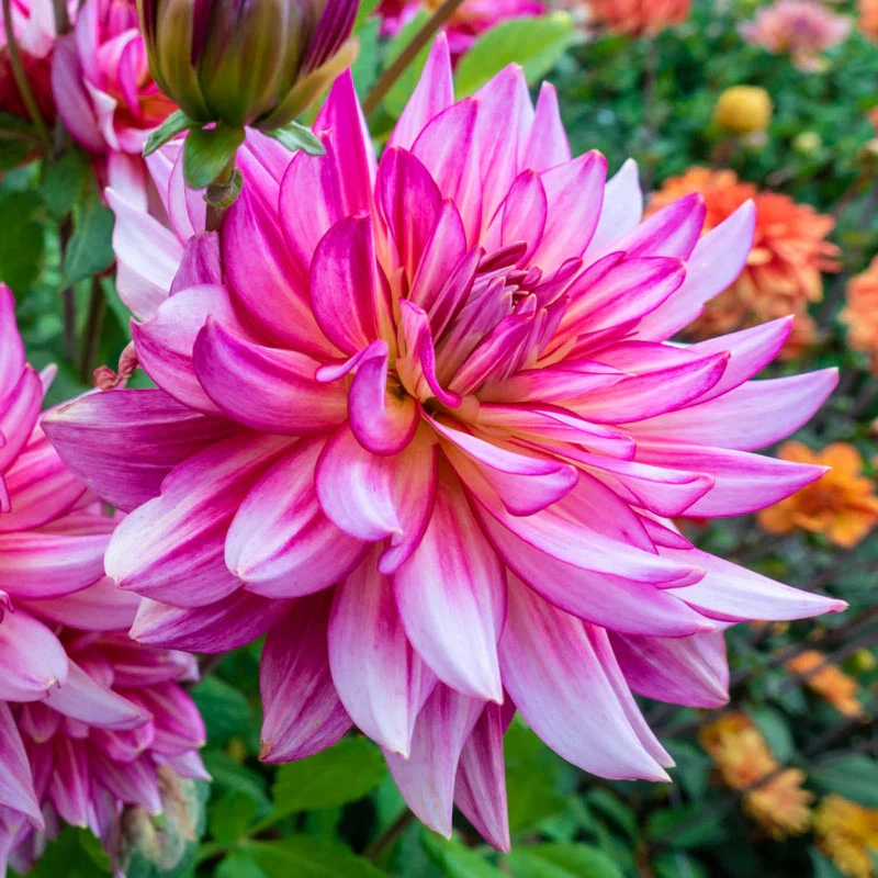 Pinkie Swear Dahlia
