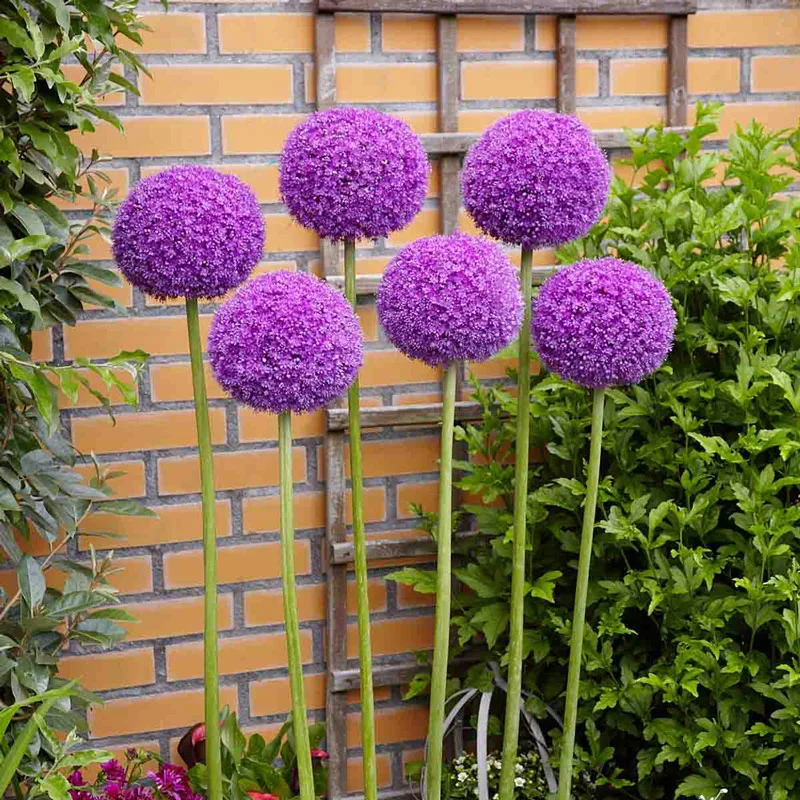 Allium giganteum