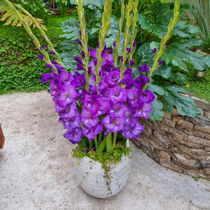 Cumsuis Dwarf Gladiolus 1 618-cumsuis-dwarf-gladiolus-1.webp