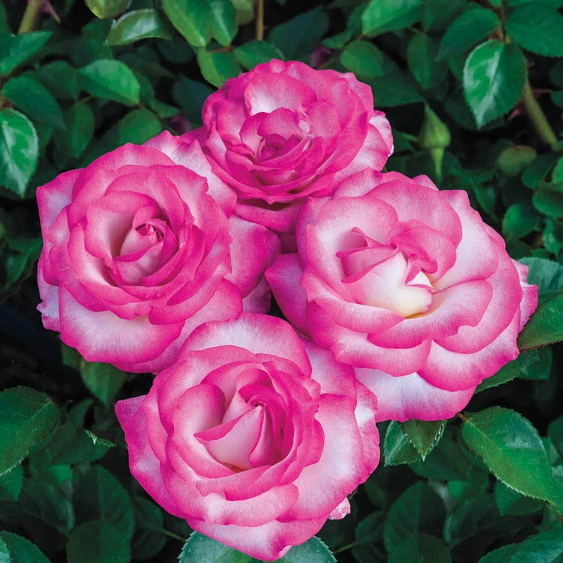 620-miss-congeniality-grandiflora-rose-1.webp
