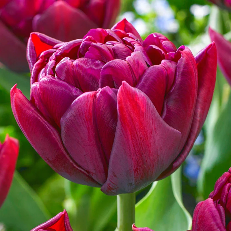 Alison Bradley Tulip 1 624-alison-bradley-tulip-1.webp