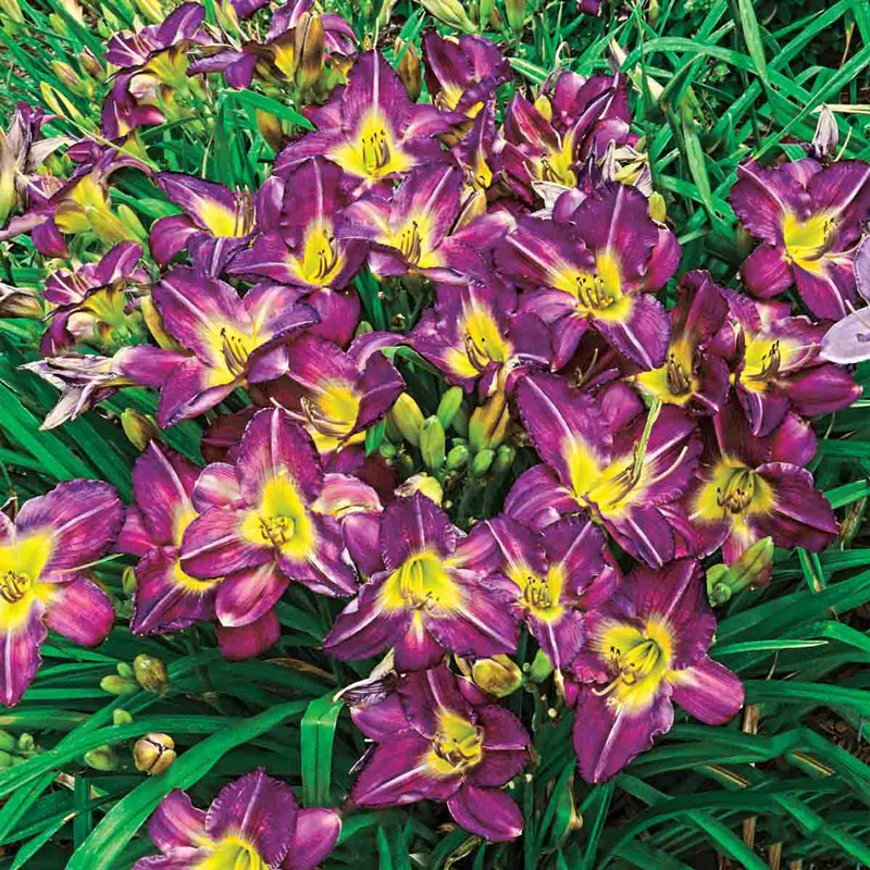 626-garden-show-reblooming-daylily-1.webp