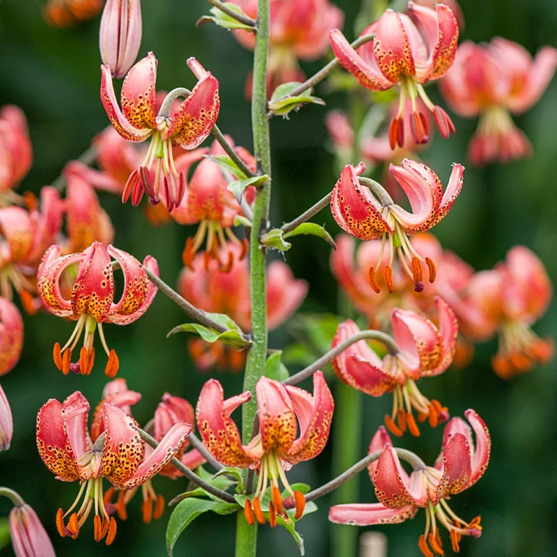 Manitoba Morning Turk's Cap Lily