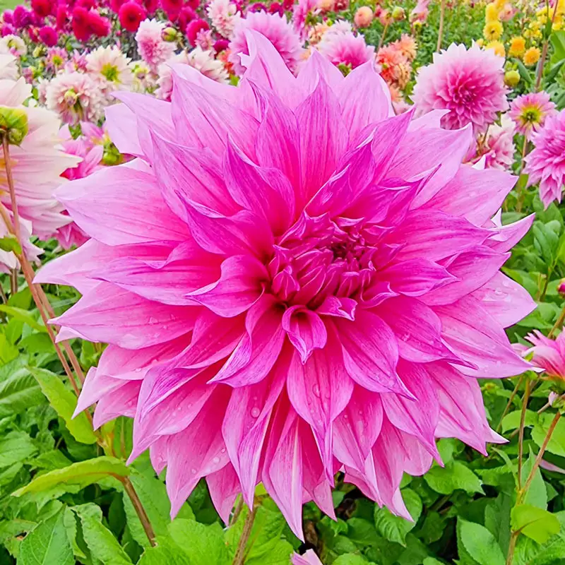 CafÃ© au Lait RosÃ© Dahlia