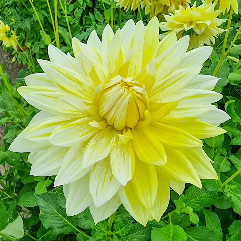636-la-luna-dahlia-1.webp