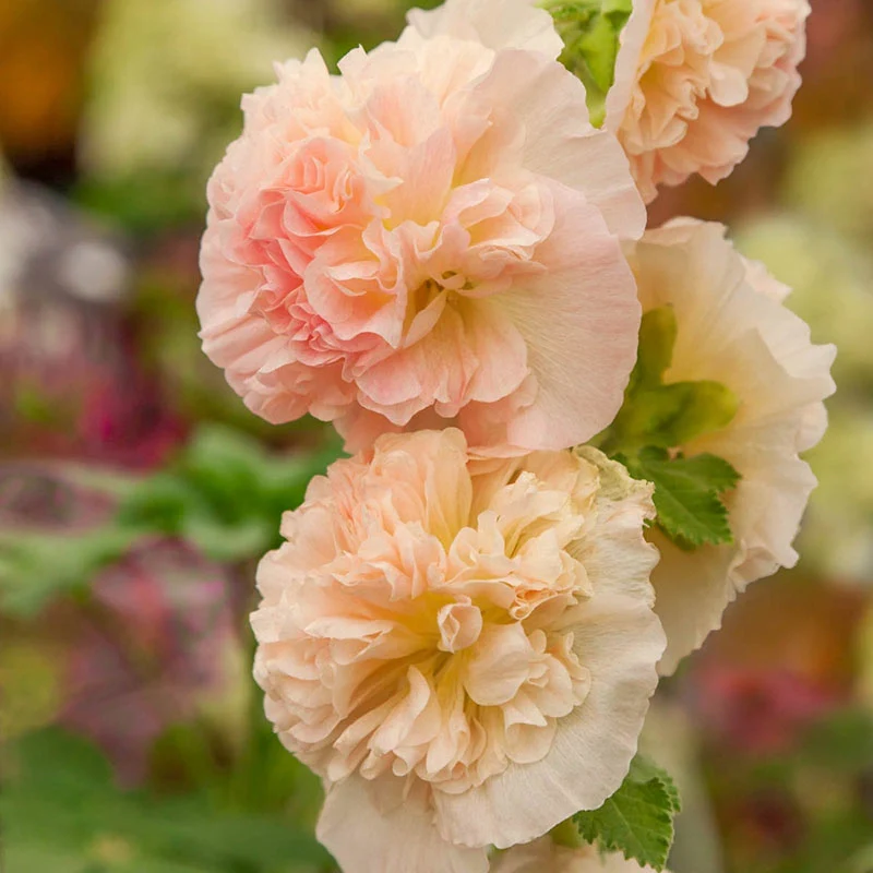 Chater's Double Chamois Hollyhock 1 639-chater-s-double-chamois-hollyhock-1.webp