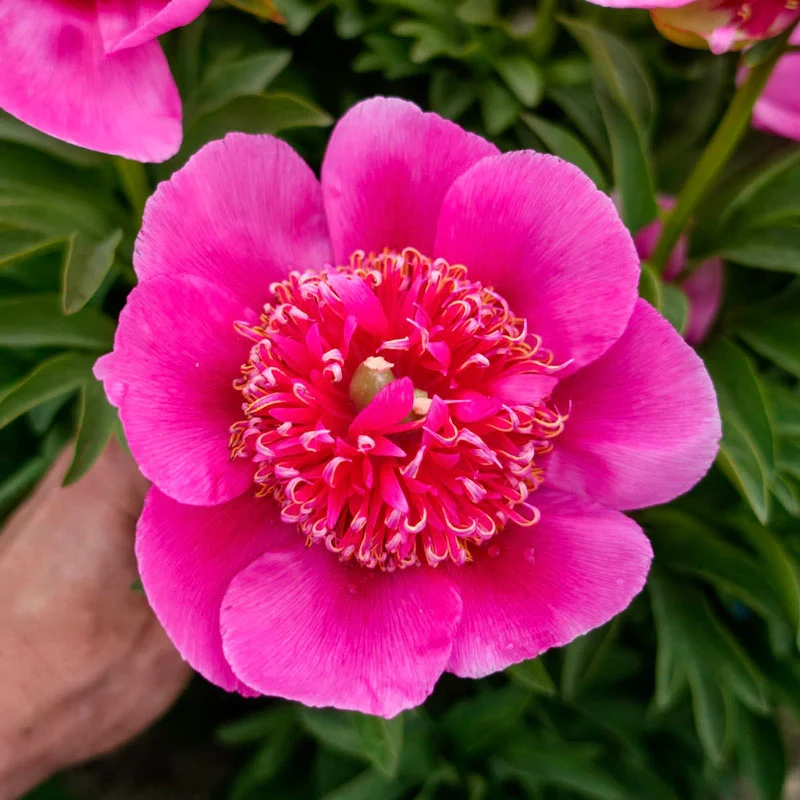 643-officinalis-anemoniflora-rosea-peony-1.webp
