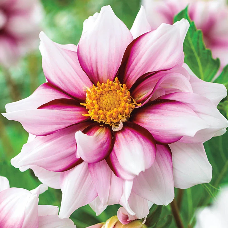 649-edge-of-joy-dahlia-1.webp